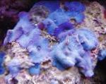 фотографија Акваријум Discosoma Coeruleus гљива, плава