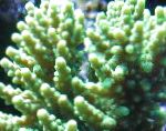 Photo Aquarium Acropora, green