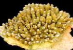 Bilde Akvarium Acropora, gul