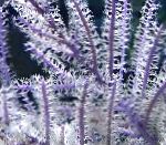 Purple Peitsche Gorgonian Merkmale und kümmern