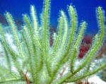 Fil Akvarium Pterogorgia havet fläktar, grön