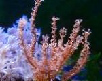 Foto Aquarium Knorrigen Seegestänge gorgonien, Eunicea, braun