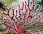 フォト 水族館 Gorgonia 海のファン, 赤