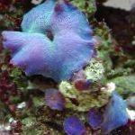 照 水族馆 Actinodiscus 蘑菇, 蓝色