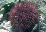 Nålepude Urchin