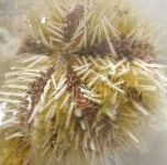foto Aquário Invertebrados Marinhos Pincushion Ouriço-Do-, Lytechinus variegatus, amarelo