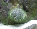 Photo Aquarium Inveirteabraigh Farraige Urchin Pincushion, Lytechinus variegatus, liath