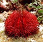 Foto Acuario Mar Invertebrados Erizo Alfiletero, Lytechinus variegatus, rojo