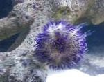 Foto Acuario Mar Invertebrados Erizo Alfiletero, Lytechinus variegatus, azul