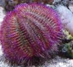 foto Aquário Invertebrados Marinhos Ouriço Do Mar Bicolor (Ouriço Do Mar Vermelho), Salmacis bicolor, roxo