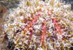 შხამი Urchin (ყვავილების ზღარბების)