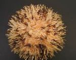 Purple Short Spine Pincushion Urchin characteristics and care
