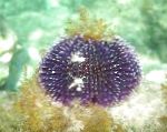 Purple ზღვის ზღარბის