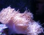 ბრწყინვალე ზღვის Anemone