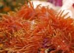 снимка Аквариум Морски Безгръбначни Прекрасна Морска Анемония анемони, Heteractis magnifica, червен