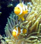 Foto Aquarium Meer Wirbellosen Herrliche Seeanemone, Heteractis magnifica, gelb