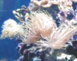 fotografija Akvarij Morski Nevretenčarji Veličasten Sea Anemone vetrnic, Heteractis magnifica, svetlo modra