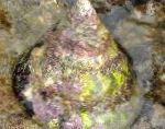 გიგანტური დაბრუნება ჭურვი Snail