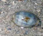 Photo Aquarium Sea Invertebrates Cowrie clams, Cypraea sp., striped
