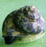 Photo Aquarium Sea Invertebrates Turbo Snails clams, Turbo fluctuosa, brown