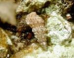 Cerith蜗牛