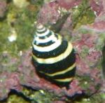 Snail Bumblebee