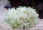 Flat Color Anemone characteristics and care