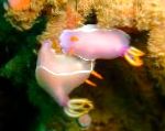 Голожаберный моллюск розовый