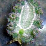 Salat Sea Slug kjennetegn og omsorg