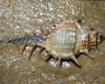 снимка Аквариум Морски Безгръбначни Murex миди, светло синьо