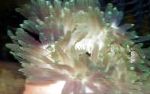 fotografie Acvariu Nevertebrate Marine Anemone Roșu-Bază, Macrodactyla doreensis, gri