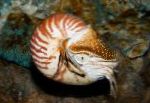 Parelachtige Nautilus