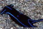 Nudibranquio Azul De Terciopelo