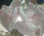 Foto Aquarium Meer Wirbellosen Teppich Anemone, Stichodactyla haddoni, gestreift