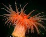 Photo Aquarium Sea Invertebrates Actinostola Chilensis anemones, red