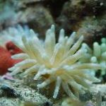 fotoğraf Akvaryum Deniz Omurgasızları Pembe Uçlu Anemon, Condylactis passiflora, pembe