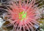 Фото Аквариум Теңіз омыртқасыздары Tseriantus Anemone (Anemone Құбырлы) актинии, Cerianthus, қызыл