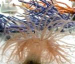 Fil Akvarium Havsdjur Curly-Cue Anemon anemoner, Bartholomea annulata, ljusblå