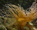 Foto Akvaarium Mere Selgrootud Lokkis Kii Ülane anemones, Bartholomea annulata, kollane