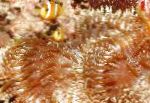 フォト 水族館 海の無脊椎動物 ビーズ海（オーロラ）アネモネ イソギンチャク, Heteractis aurora, ライトブルー