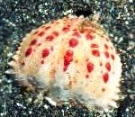 照 水族馆 海无脊椎动物 Calappa 螃蟹, 褐色