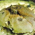 Photo Aquarium Sea Invertebrates Calappa crabs, striped