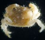 Photo Aquarium Sea Invertebrates Hairy Crab, Pilumnus, yellow