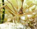 Flèche Crabe, Araignée De Mer Des Caraïbes, Des Caraïbes Fantôme Crabe