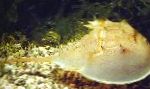 Foto Akvarium Havet Hvirvelløse Dyr Dolkhaler krabber, Carcinoscorpio spp., Limulus polyphenols, Tachypleus spp., gul