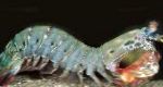 Harlekiini Mantis Katkarapu (Riikinkukko Mantis Katkarapuja)