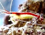 Indo-Pacifik Bílý Pruhovaný Čistší Krevety