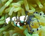 Clown Pacific Shrimp Anemone