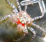 Crab Ливия (Өф-Pom Краб, Боксшы)