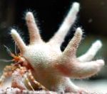 Staghorn Hermit Crab